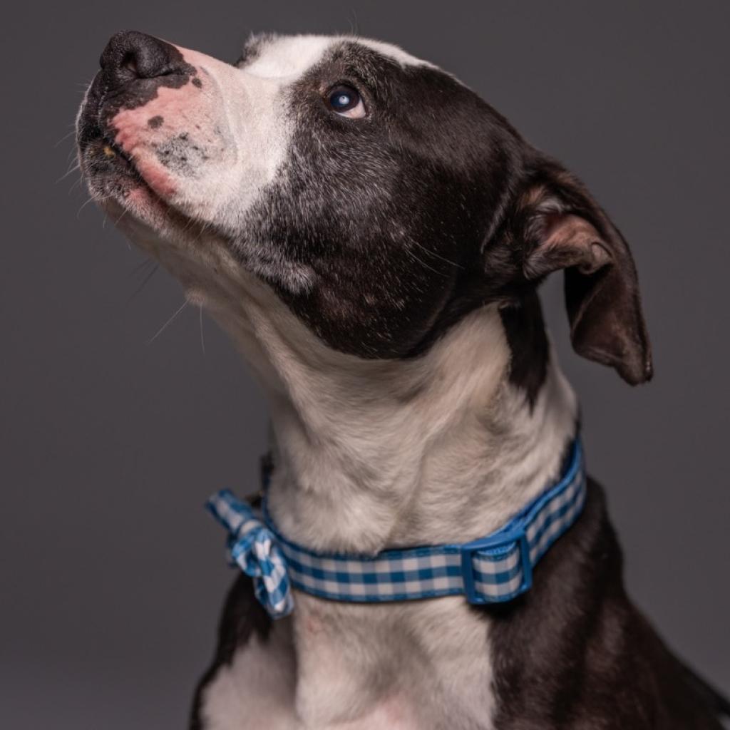 Enlarge George, a Adoptable Pit Bull Terrier in Walden, NY image 2/2