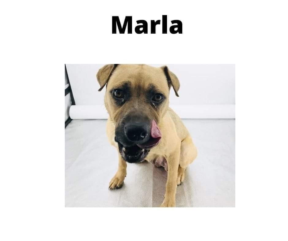 Marla, a Adoptable mixed breed in St. Augustine, FL image 1/5