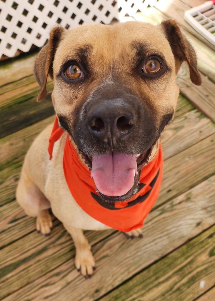 Marla, a Adoptable mixed breed in St. Augustine, FL image 5/5