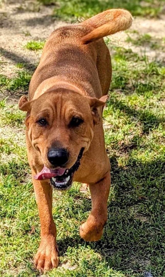 Enlarge COLBY CHEESE, a Adoptable mixed breed in Cameron, NC image 11/14