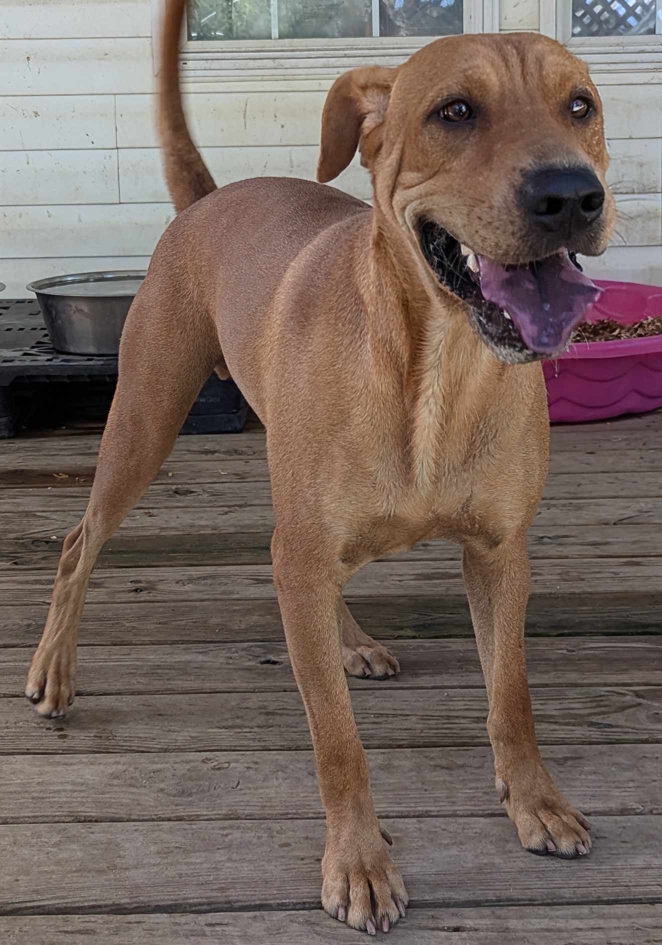 Enlarge COLBY CHEESE, a Adoptable mixed breed in Cameron, NC image 14/14