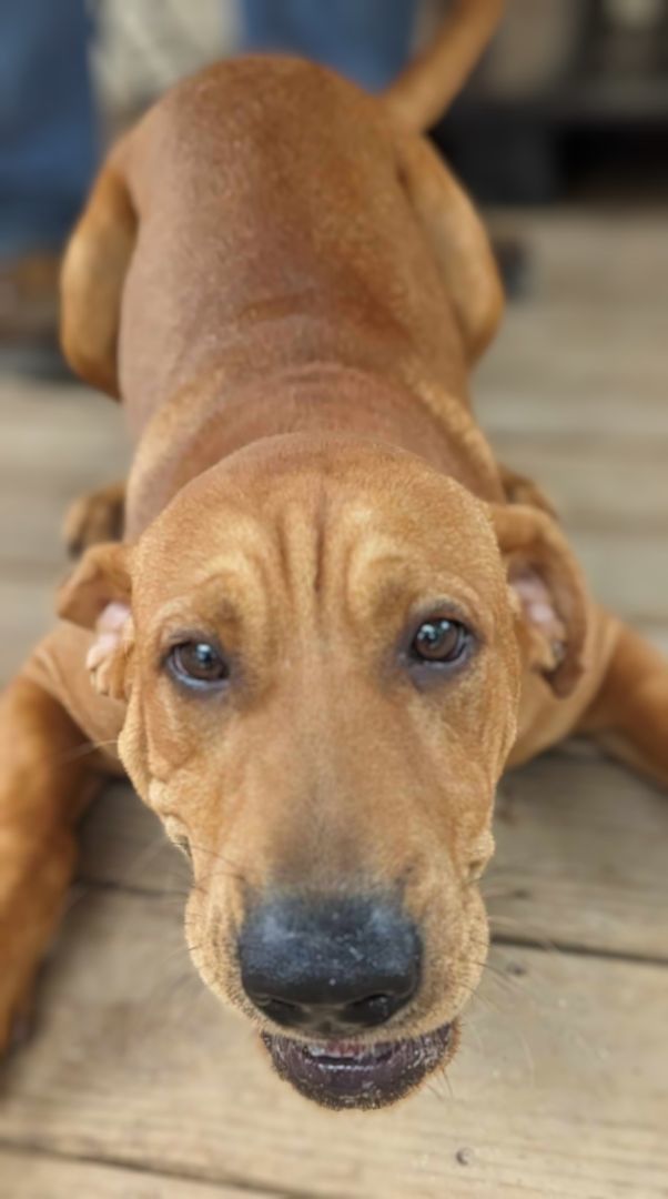 Enlarge COLBY CHEESE, a Adoptable mixed breed in Cameron, NC image 12/14