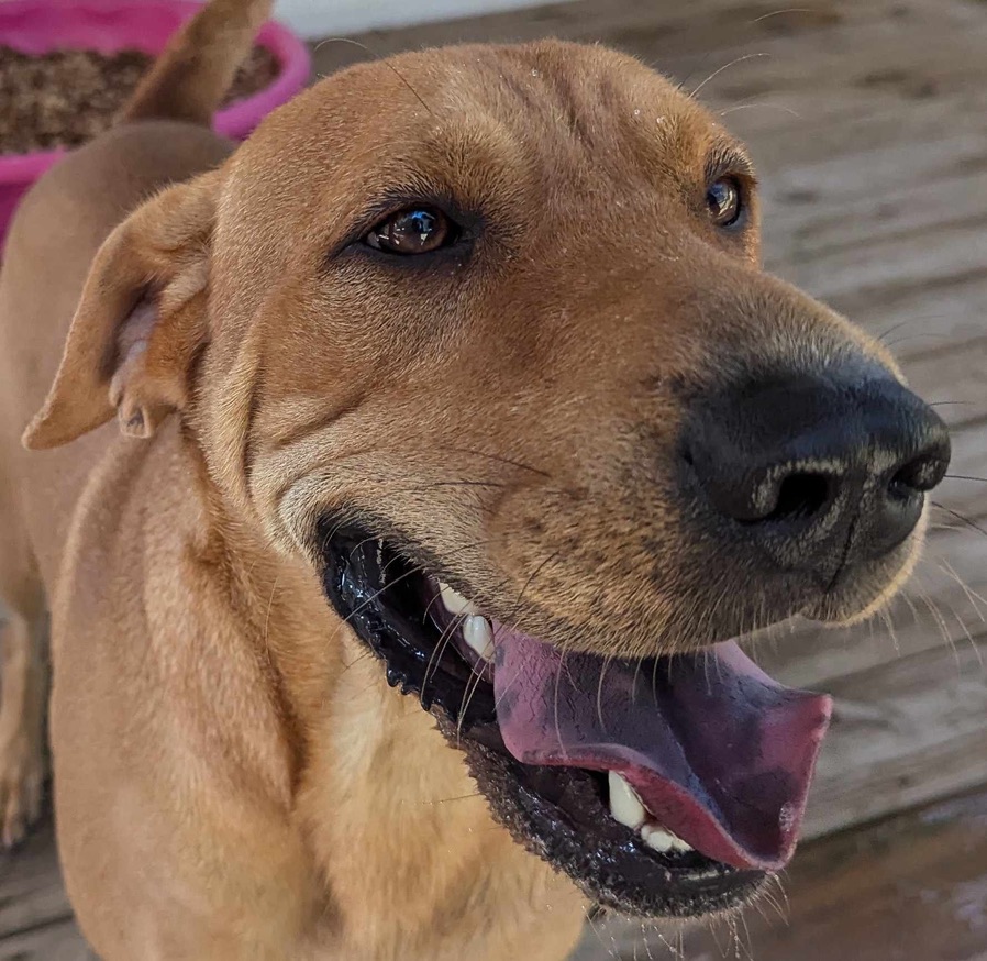 COLBY CHEESE, a Adoptable mixed breed in Cameron, NC image 1/14
