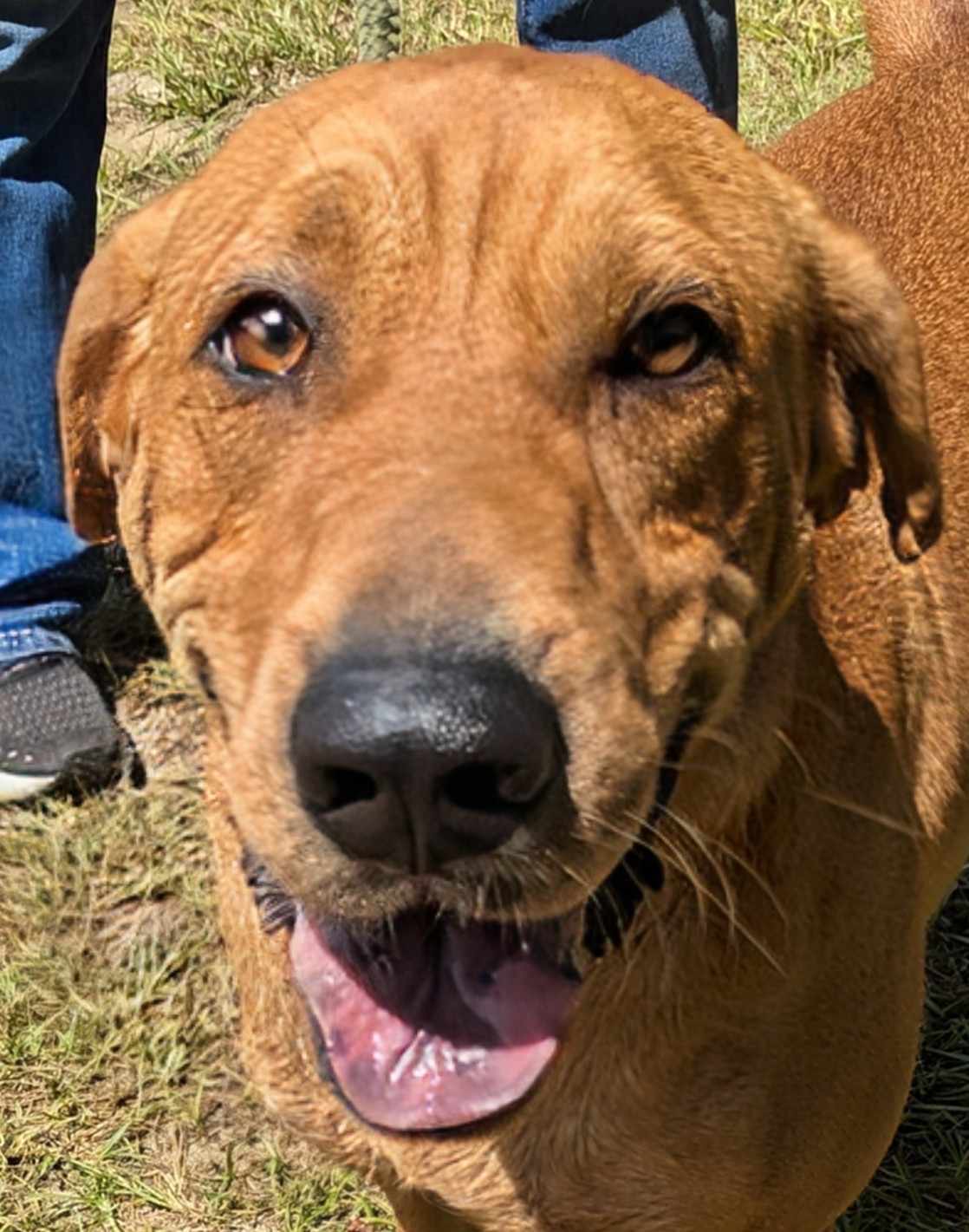 COLBY CHEESE, a Adoptable mixed breed in Cameron, NC image 2/14