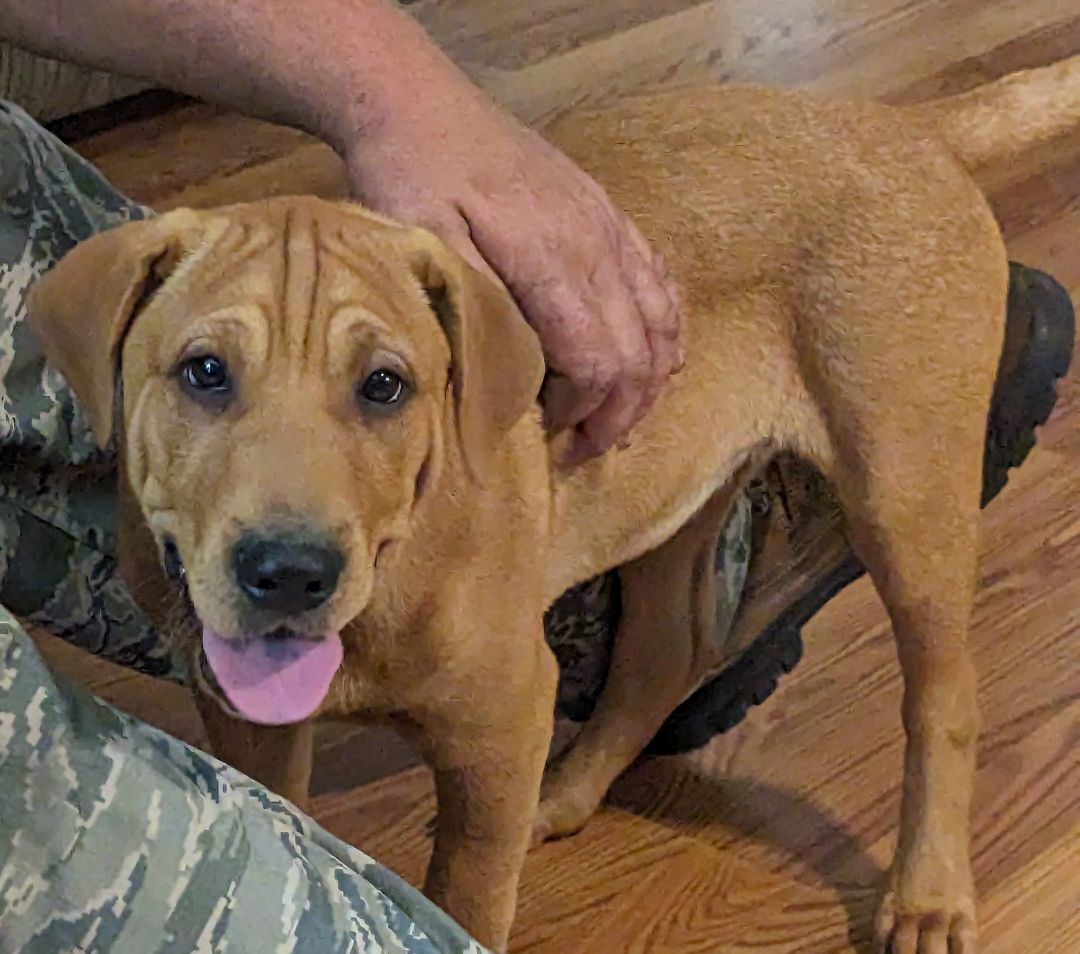 Enlarge COLBY CHEESE, a Adoptable mixed breed in Cameron, NC image 13/14