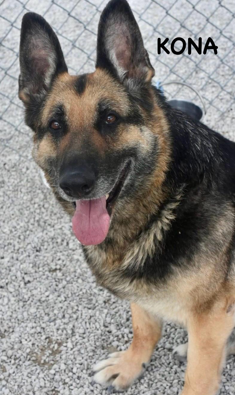Enlarge KONA, a ADOPTABLE German Shepherd Dog in Bowling Green, OH image 6/6