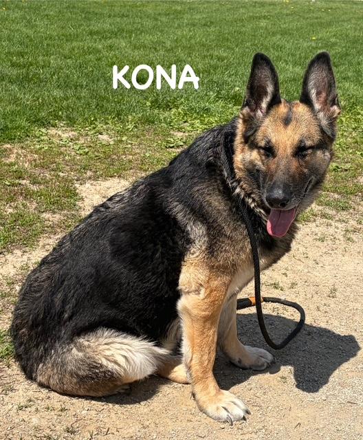 Enlarge KONA, a ADOPTABLE German Shepherd Dog in Bowling Green, OH image 2/6