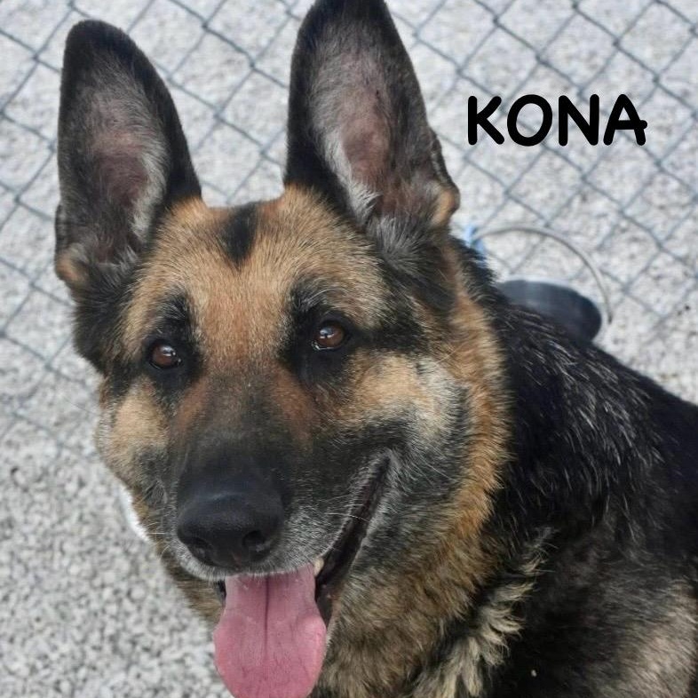 Enlarge KONA, a ADOPTABLE German Shepherd Dog in Bowling Green, OH image 1/6