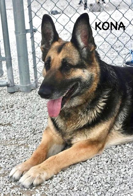 Enlarge KONA, a ADOPTABLE German Shepherd Dog in Bowling Green, OH image 4/6