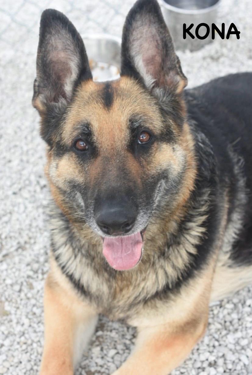 Enlarge KONA, a ADOPTABLE German Shepherd Dog in Bowling Green, OH image 5/6