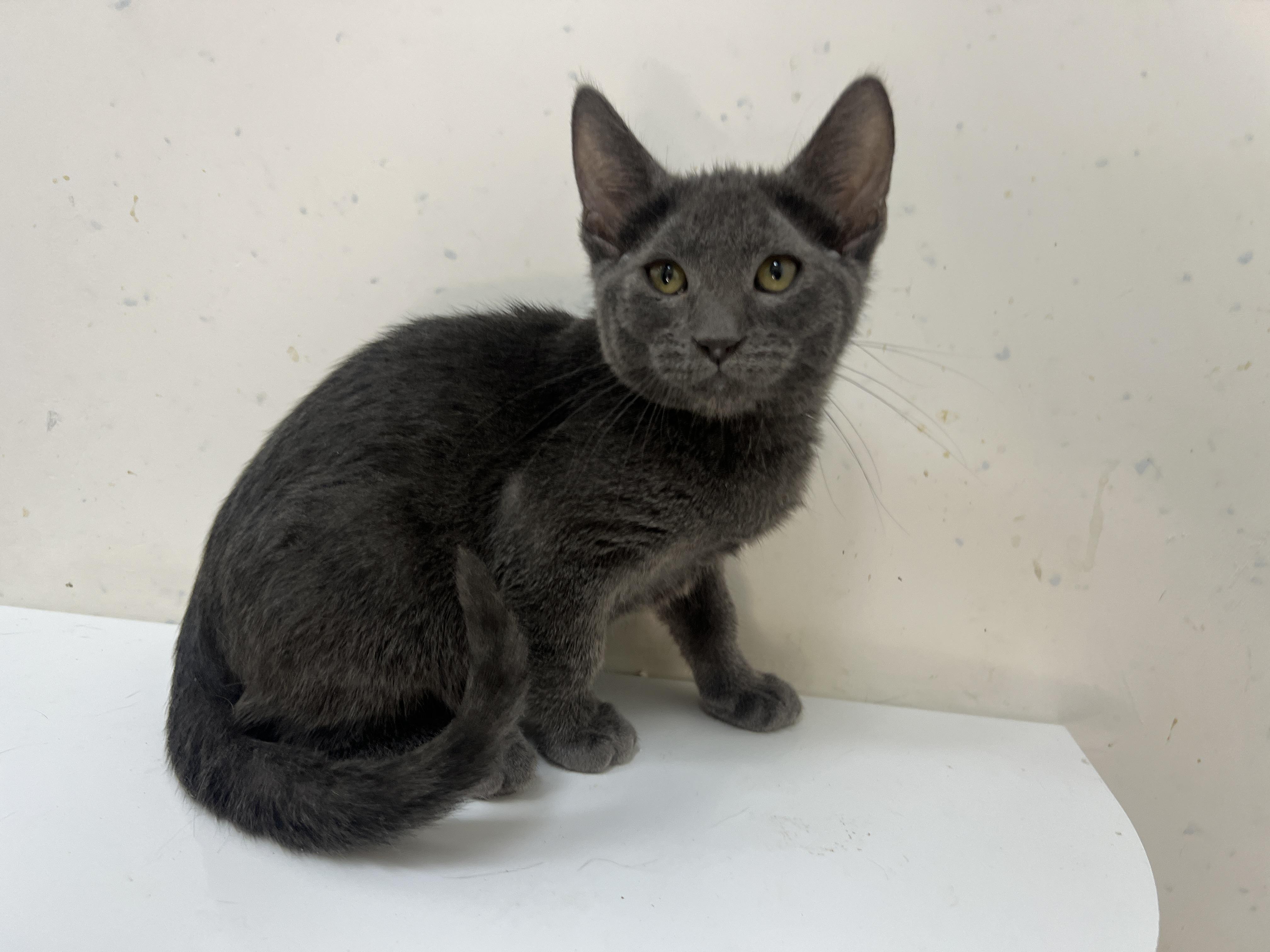 Enlarge Butterchip, a Adopted Russian Blue in chino, CA image 1/6