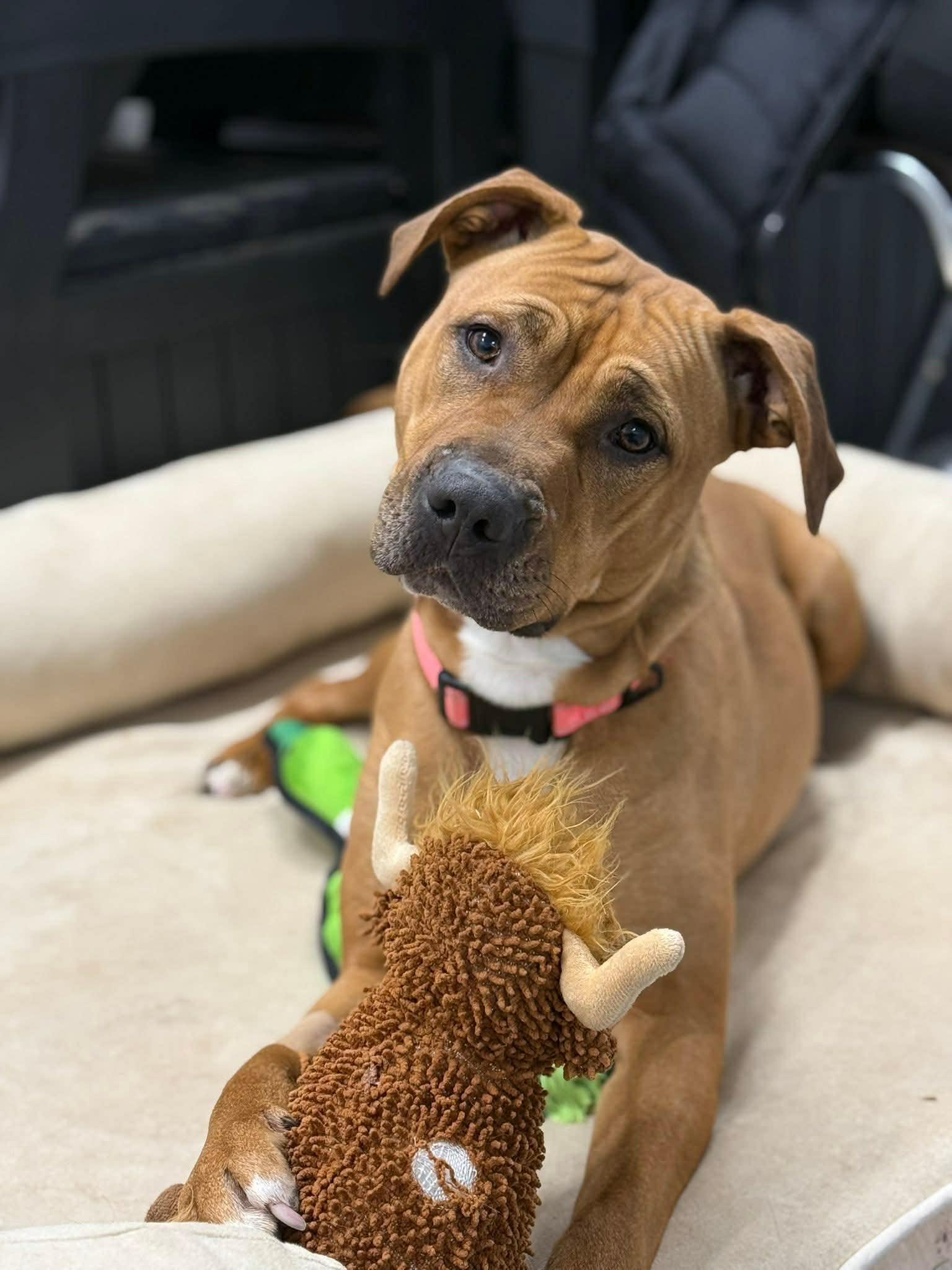 Daisy, adoptable, Young Female Pit Bull Terrier.