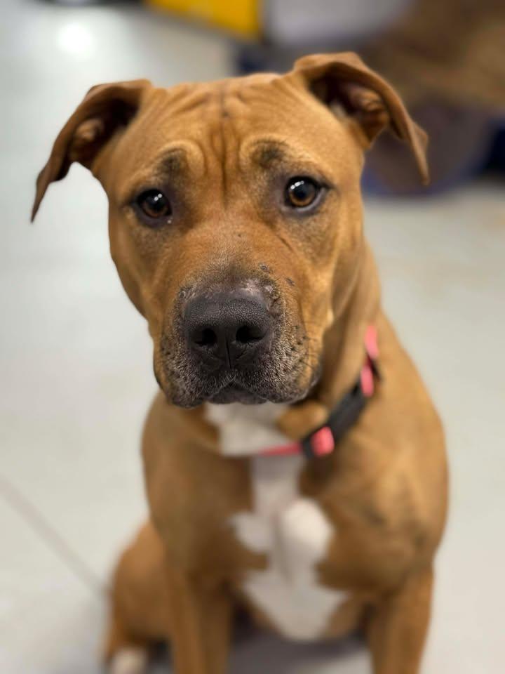 Enlarge Daisy, a ADOPTABLE Pit Bull Terrier in Shelby, MI image 1/1