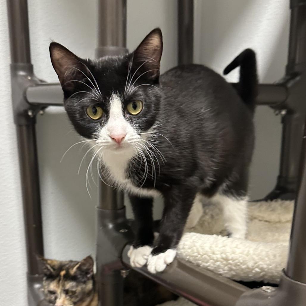 Tigerlily, Adoptable, Young Female Domestic Short Hair.