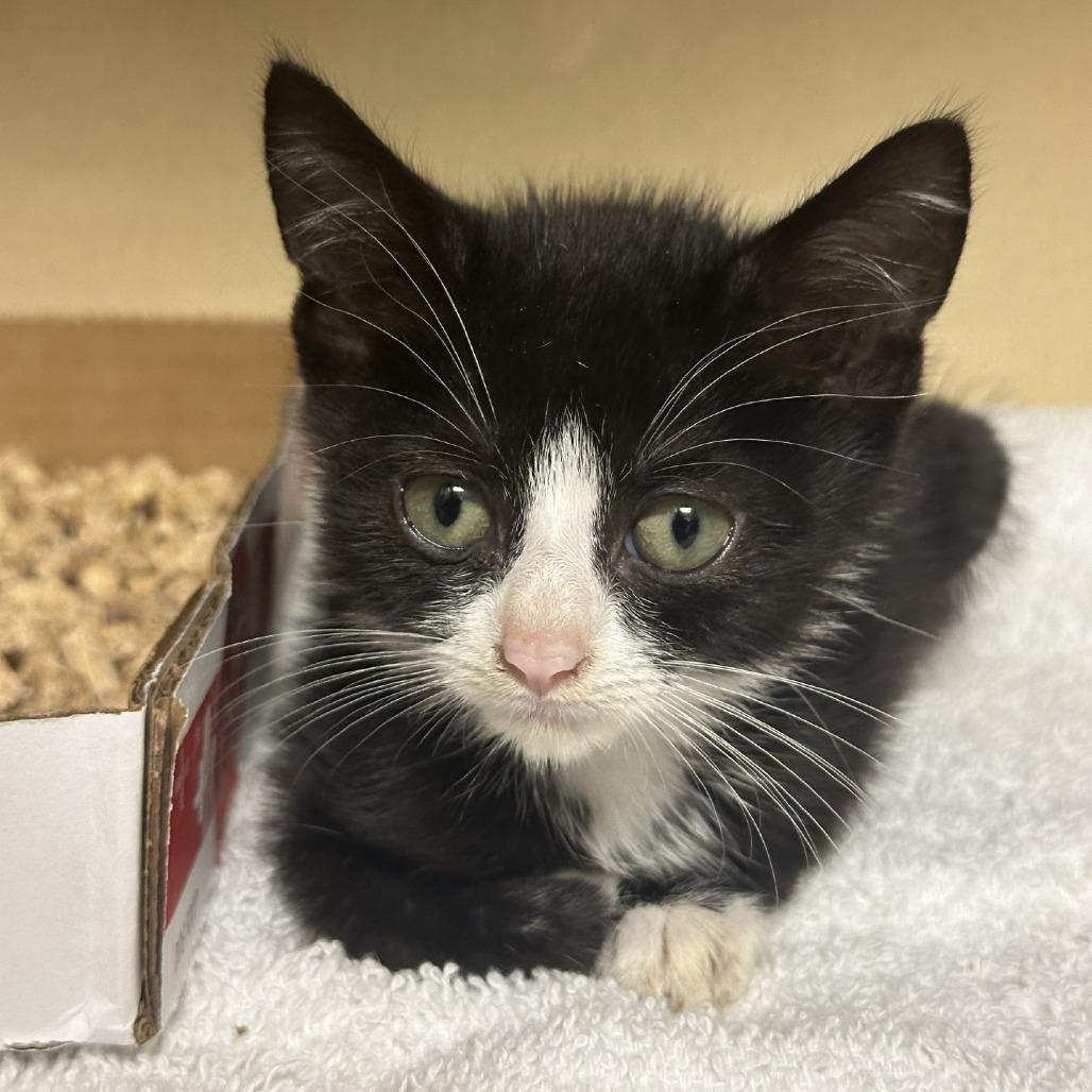 Enlarge Tigerlily, a Adoptable Domestic Short Hair in Blue Ridge, GA image 2/6