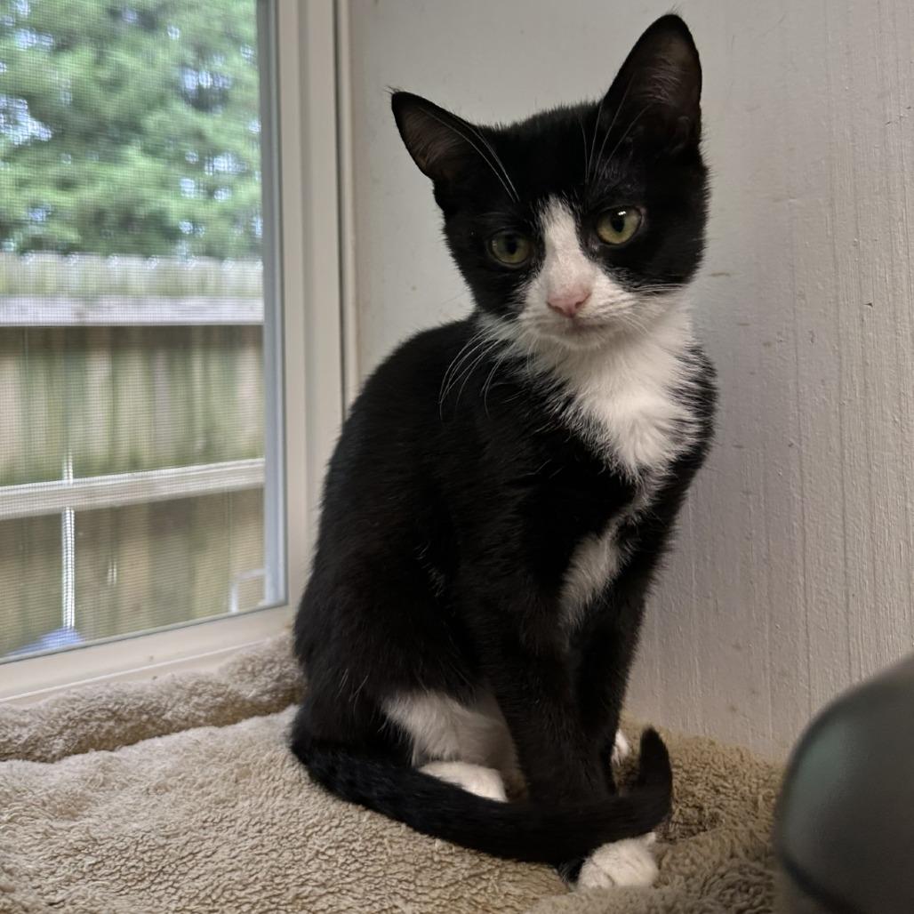 Enlarge Tigerlily, a Adoptable Domestic Short Hair in Blue Ridge, GA image 3/6