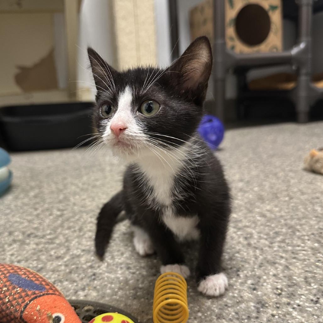 Enlarge Tigerlily, a Adoptable Domestic Short Hair in Blue Ridge, GA image 4/6