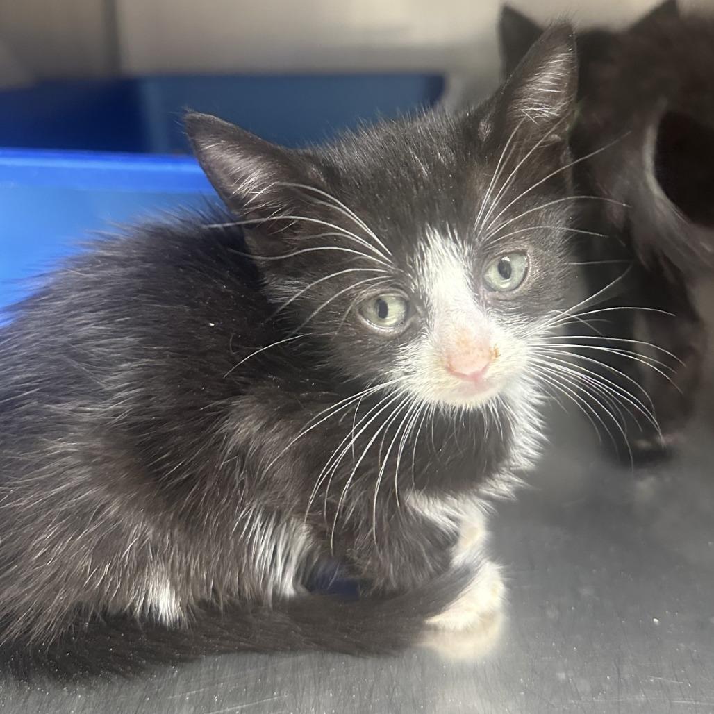 Enlarge Tigerlily, a Adoptable Domestic Short Hair in Blue Ridge, GA image 5/6