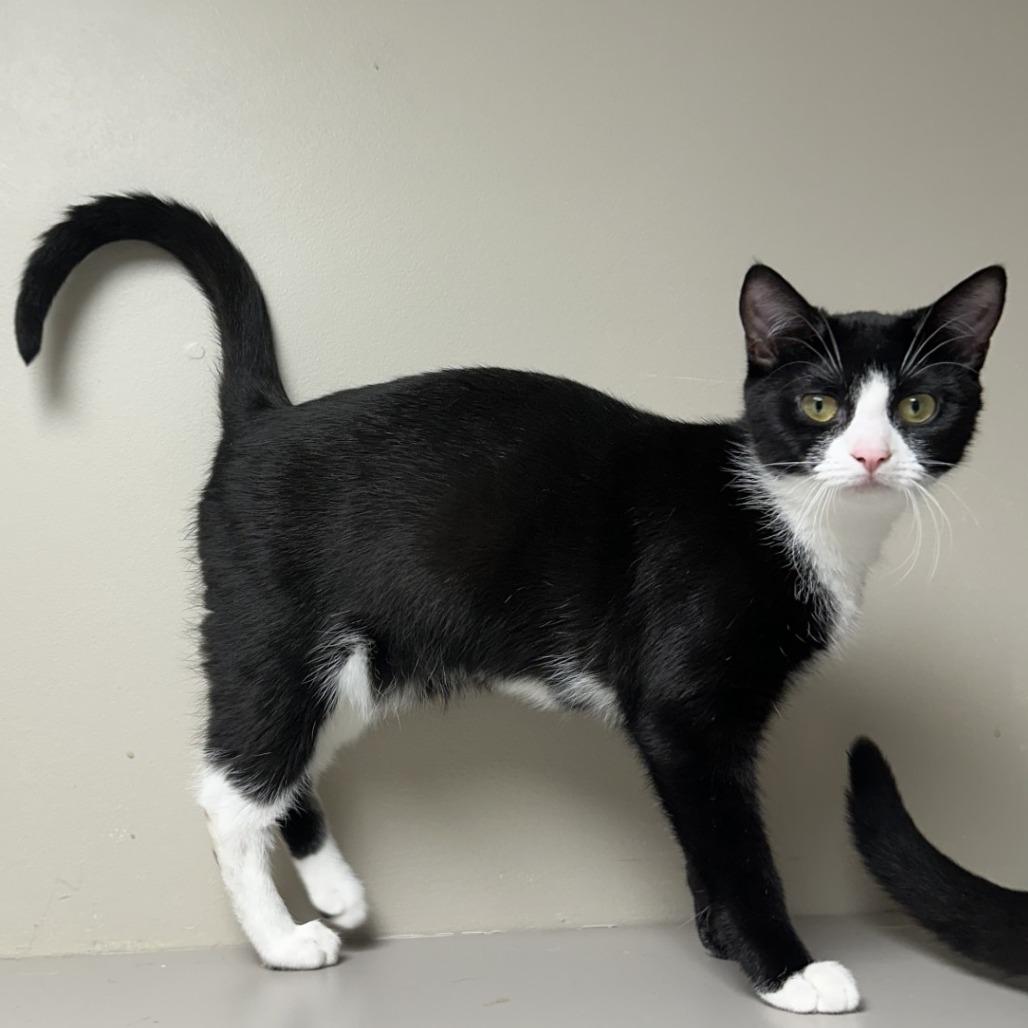 Enlarge Tigerlily, a Adoptable Domestic Short Hair in Blue Ridge, GA image 6/6