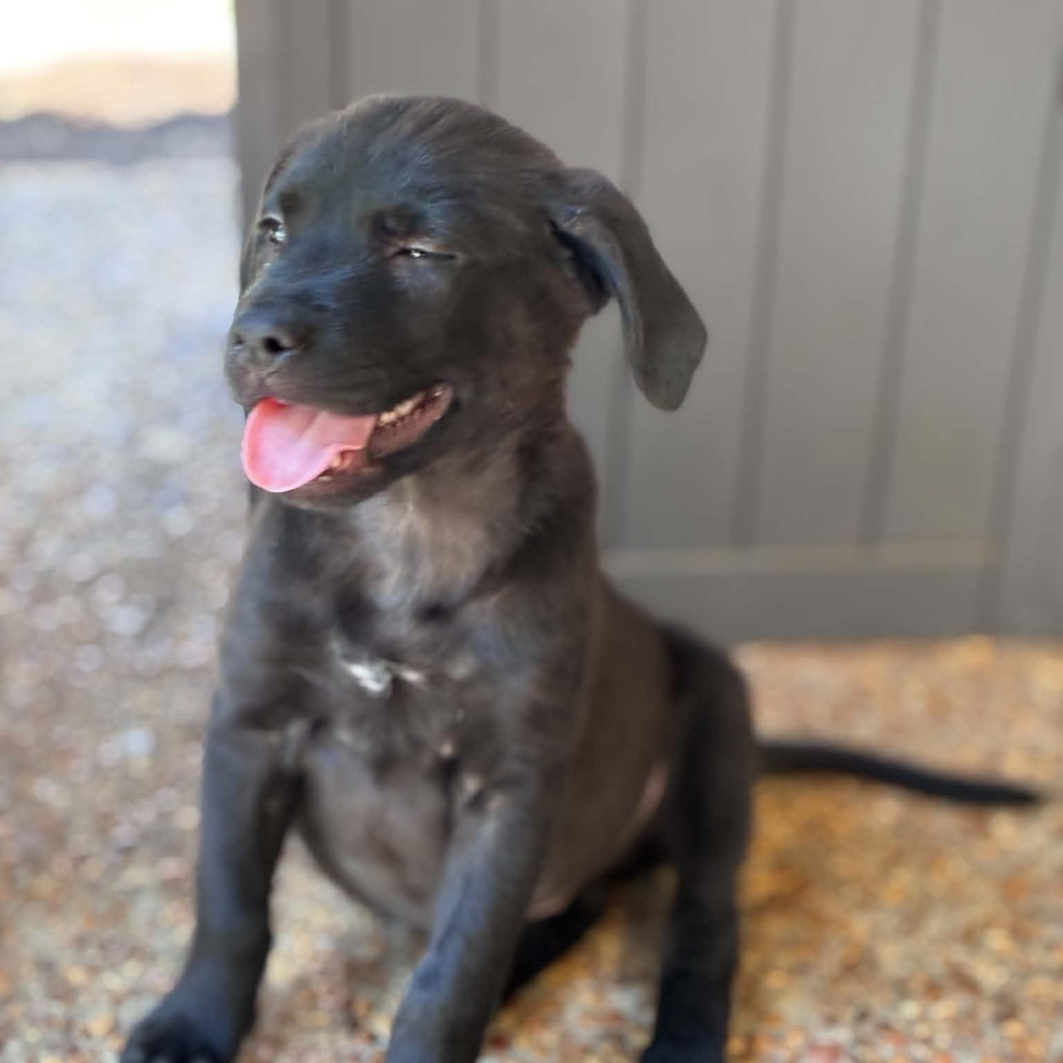 Enlarge Juju ( June female ), a ADOPTABLE mixed breed in Hatfield, PA image 3/6
