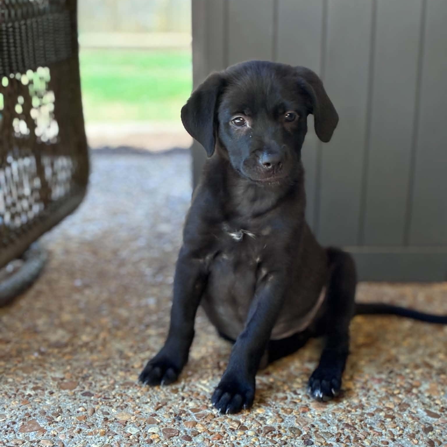 Enlarge Juju ( June female ), a ADOPTABLE mixed breed in Hatfield, PA image 2/6