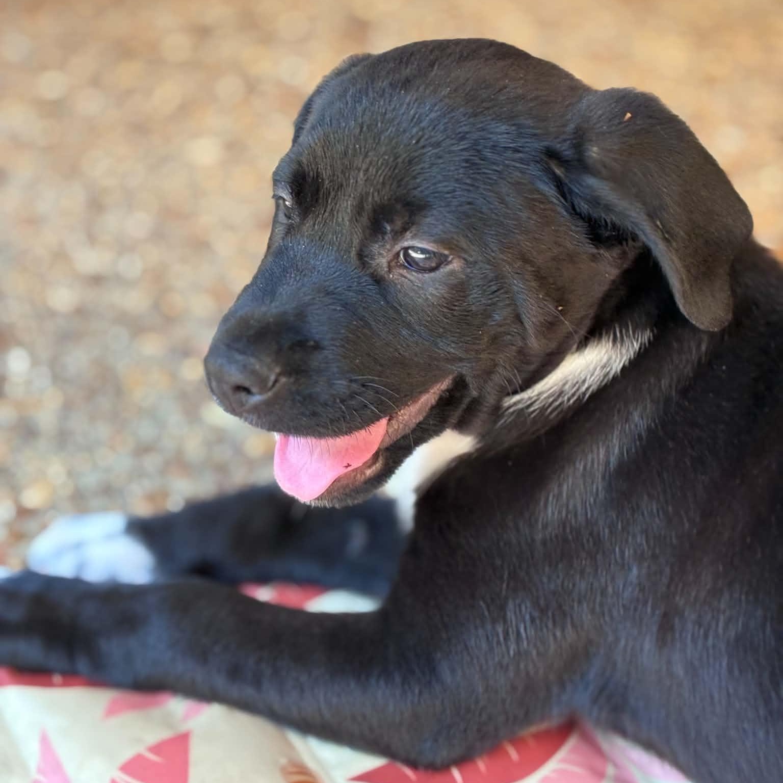 Enlarge Juju ( June female ), a ADOPTABLE mixed breed in Hatfield, PA image 4/6