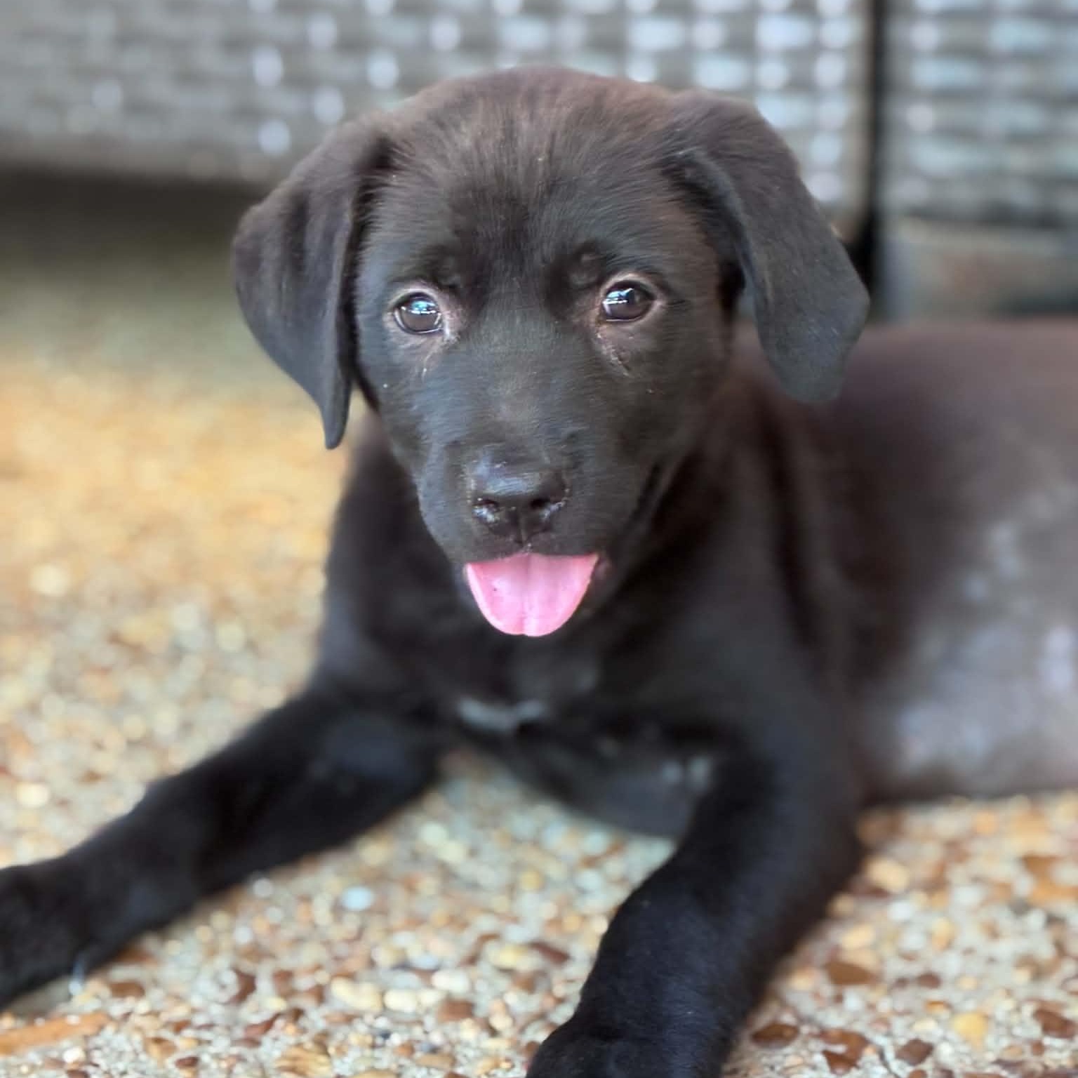 Enlarge Juju ( June female ), a ADOPTABLE mixed breed in Hatfield, PA image 6/6
