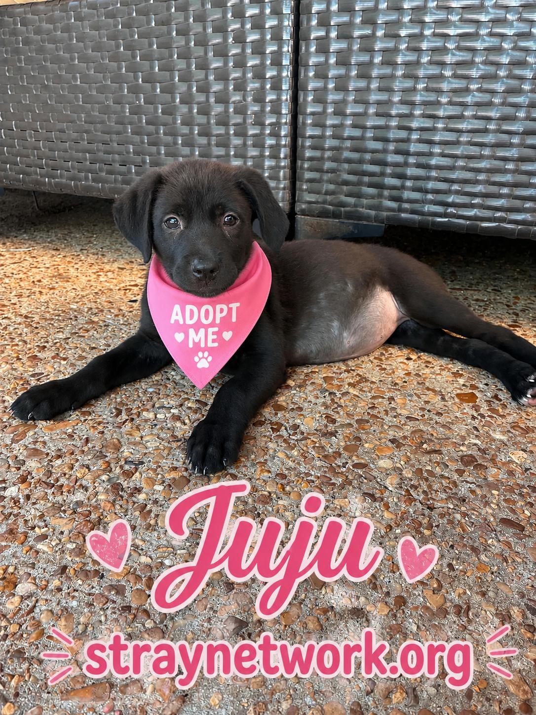 Enlarge Juju ( June female ), a ADOPTABLE mixed breed in Hatfield, PA image 1/6
