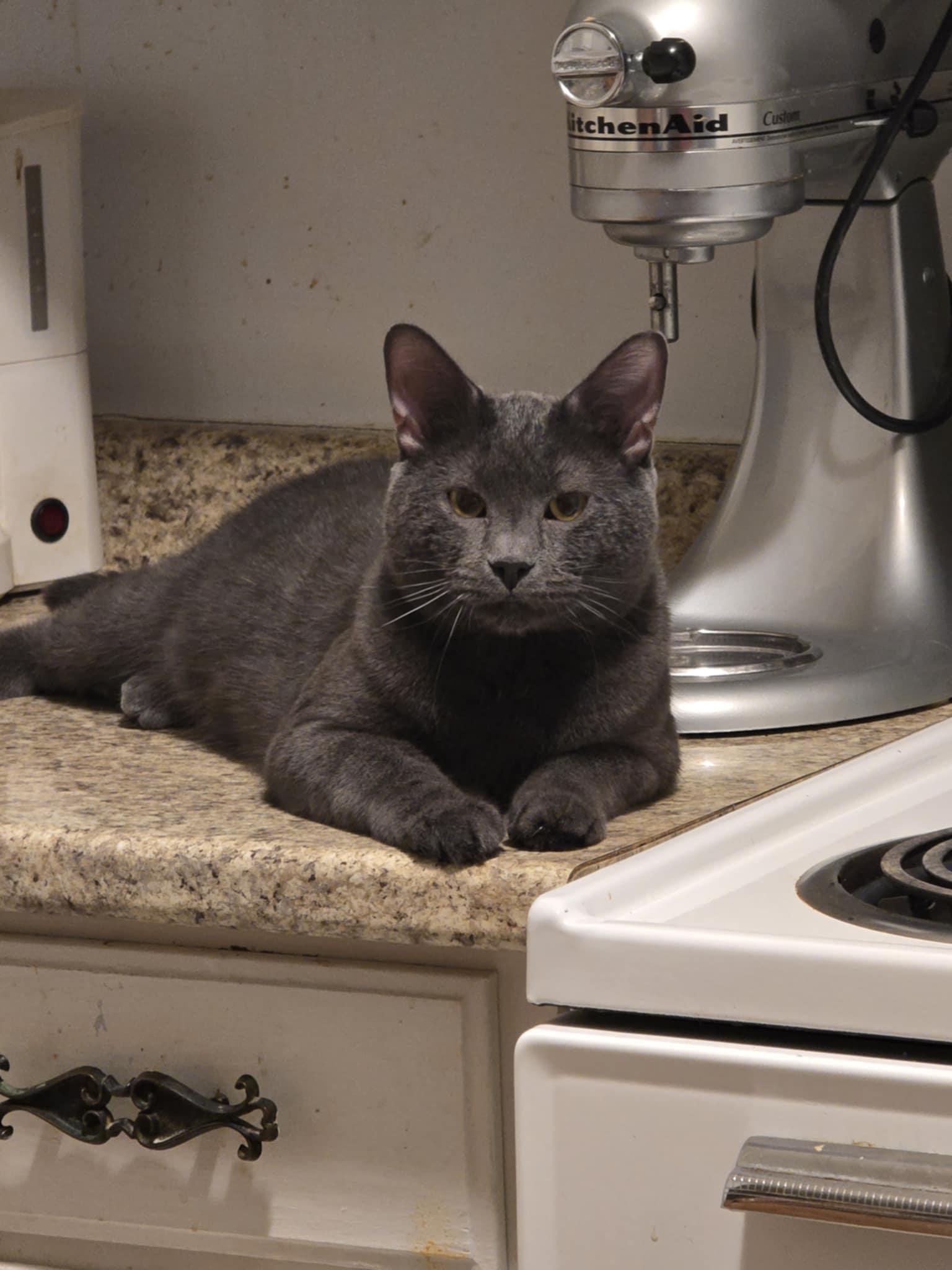 Enlarge Manny, a Adoptable Domestic Short Hair in Chatham, ON image 5/6