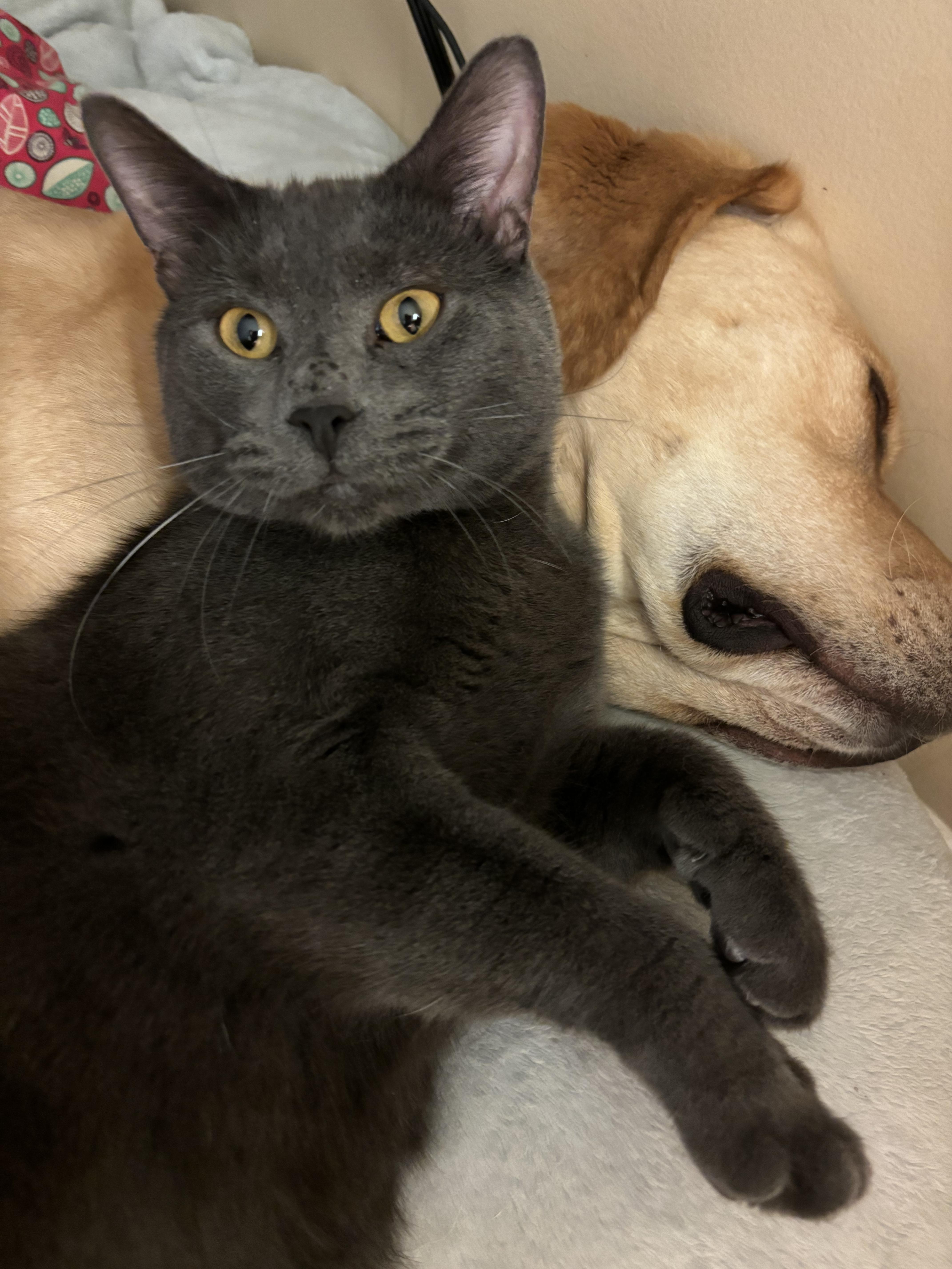 Enlarge Manny, a Adoptable Domestic Short Hair in Chatham, ON image 2/6