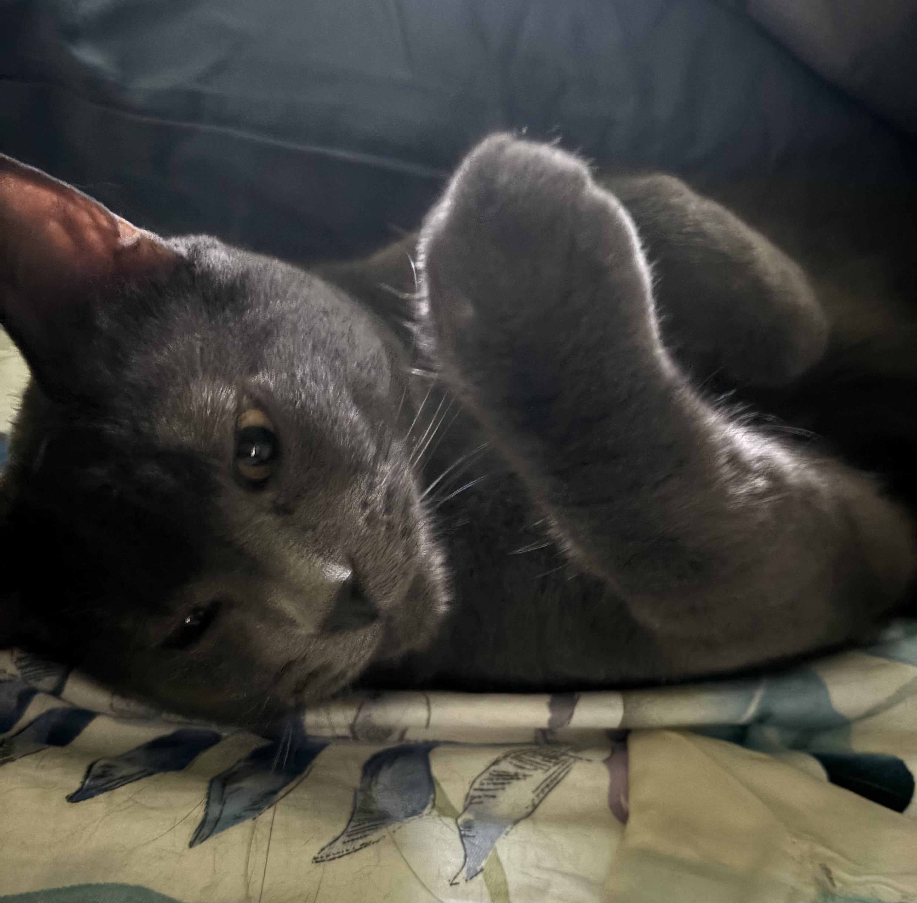 Manny, Adoptable, Young Male Domestic Short Hair.