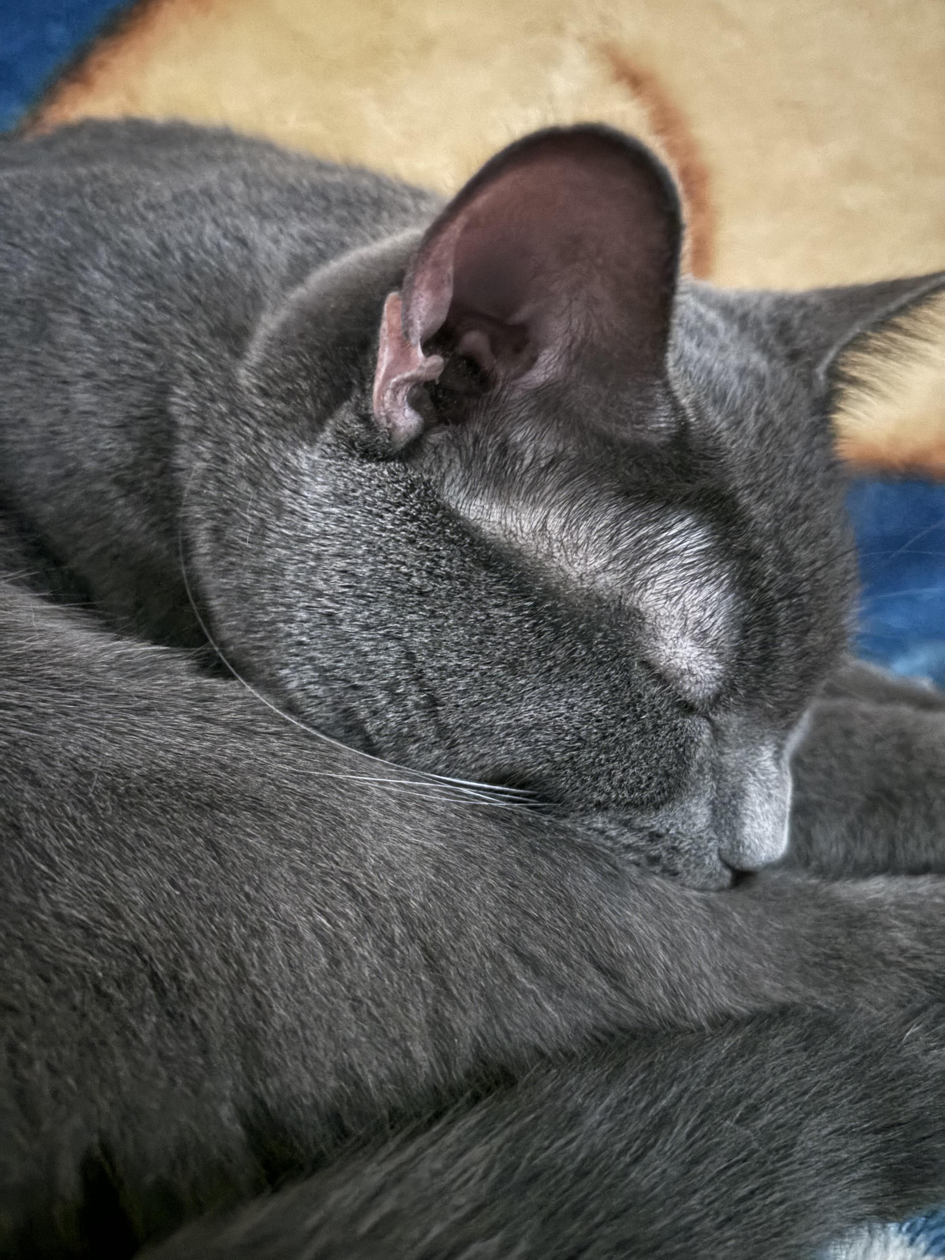 Enlarge Manny, a Adoptable Domestic Short Hair in Chatham, ON image 3/6