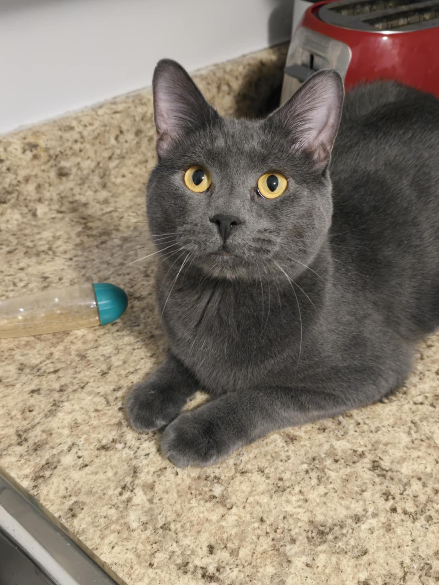 Enlarge Manny, a Adoptable Domestic Short Hair in Chatham, ON image 4/6