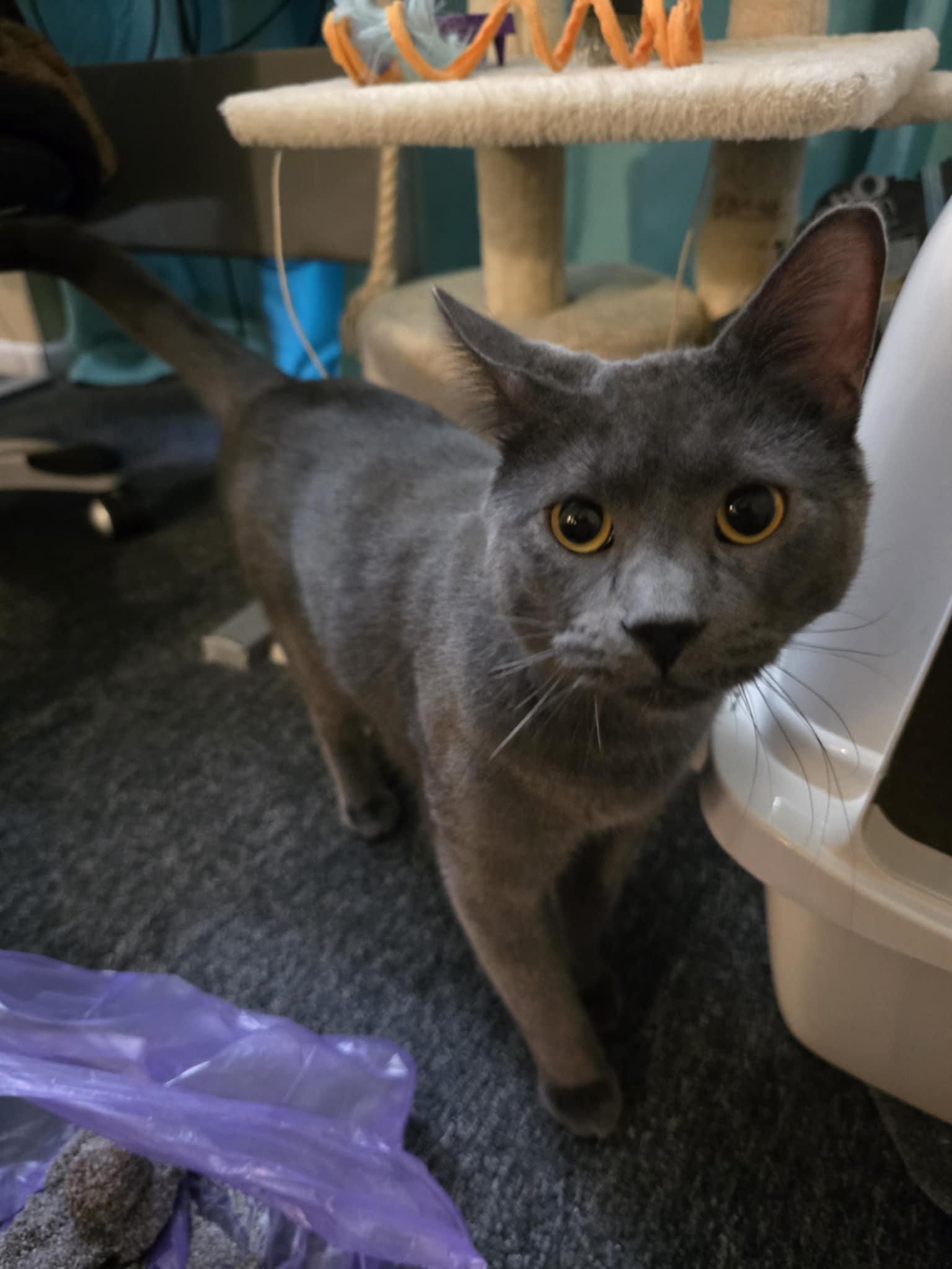 Enlarge Manny, a Adoptable Domestic Short Hair in Chatham, ON image 6/6