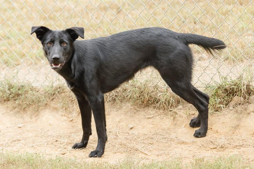 Enlarge Risa, a Adoptable mixed breed image 3/3