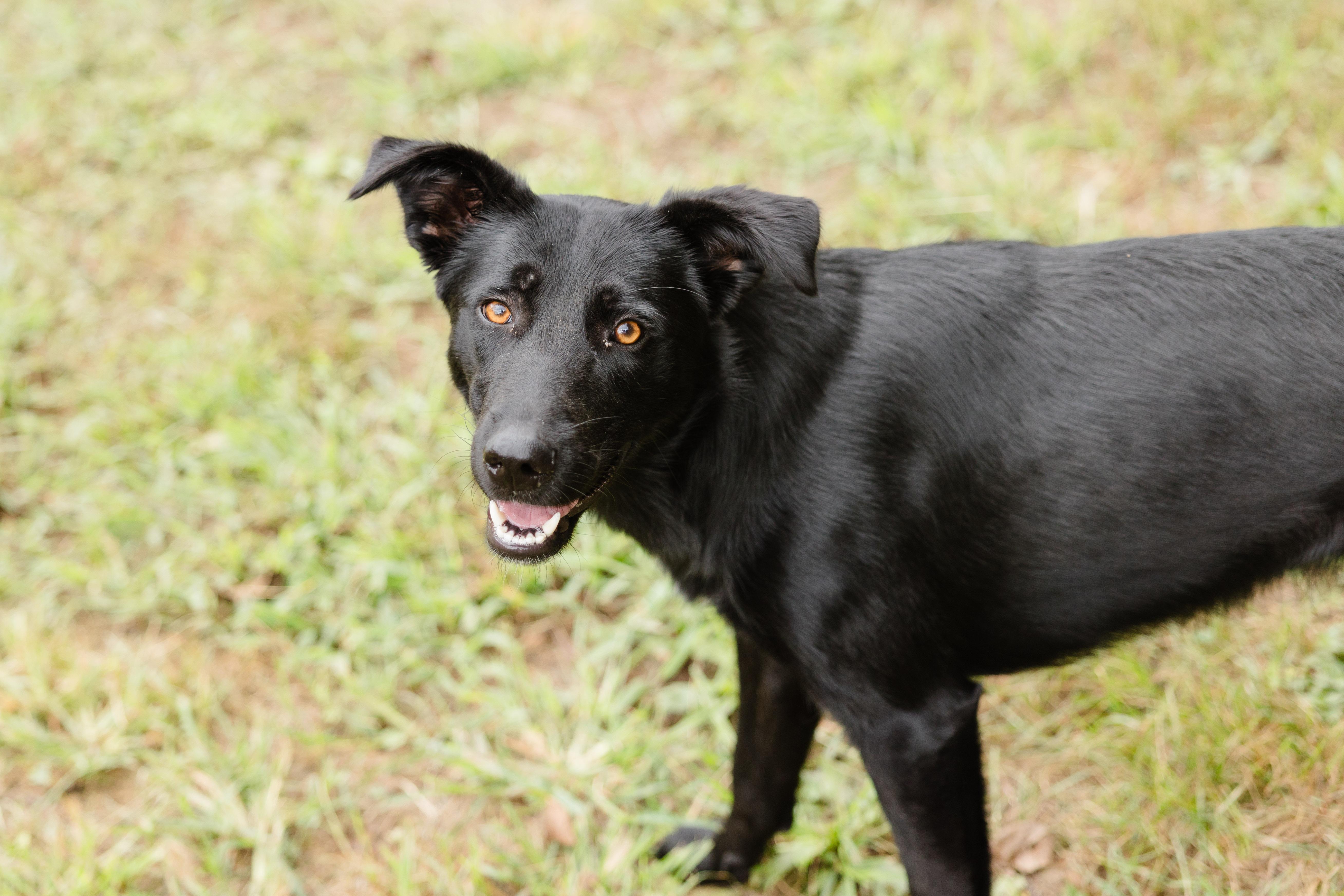 Risa, Adoptable, Young Female Labrador Retriever & Cattle Dog.