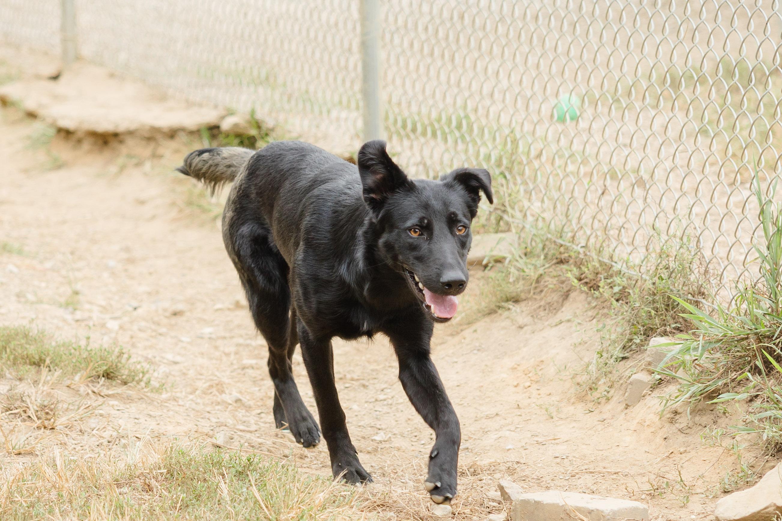 Enlarge Risa, a Adoptable mixed breed image 2/3