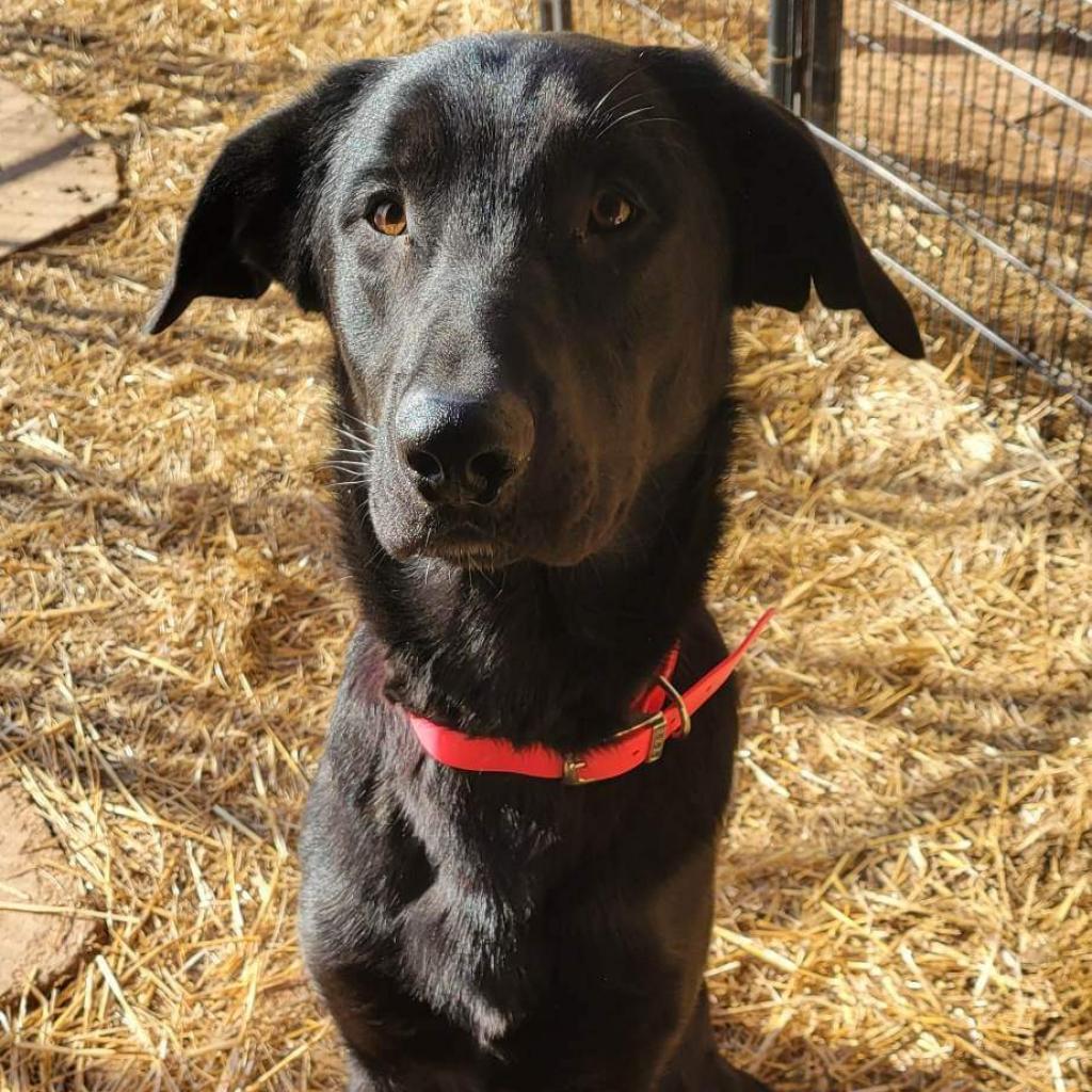 Max, Adoptable, Adult Male Flat-Coated Retriever.