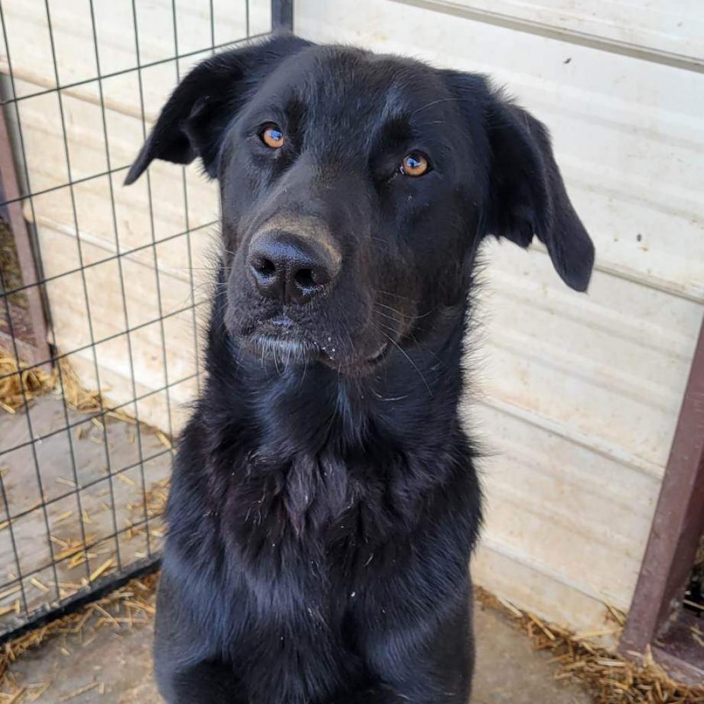 Enlarge Max, a Adoptable Flat-Coated Retriever in Goltry, OK image 2/2
