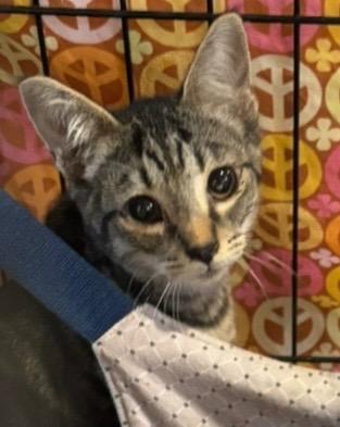 CALVIN, Adoptable, Young Male Domestic Short Hair.