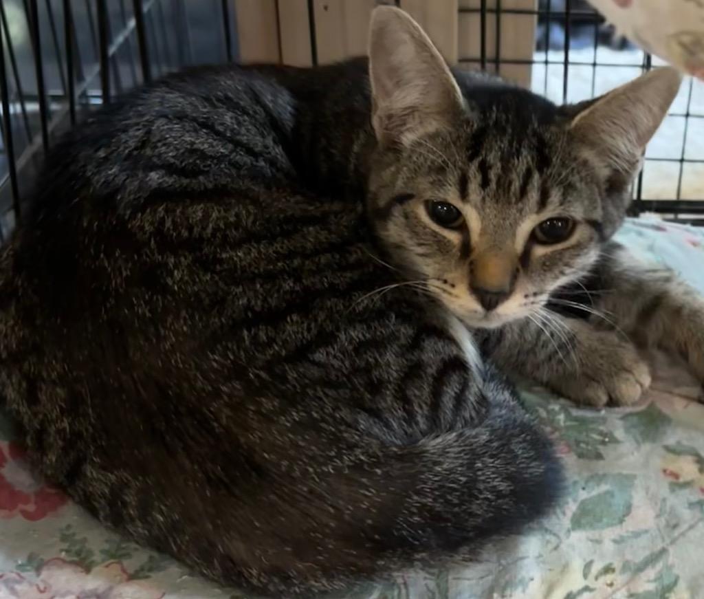 CALVIN, Adoptable, Kitten Male Domestic Short Hair.