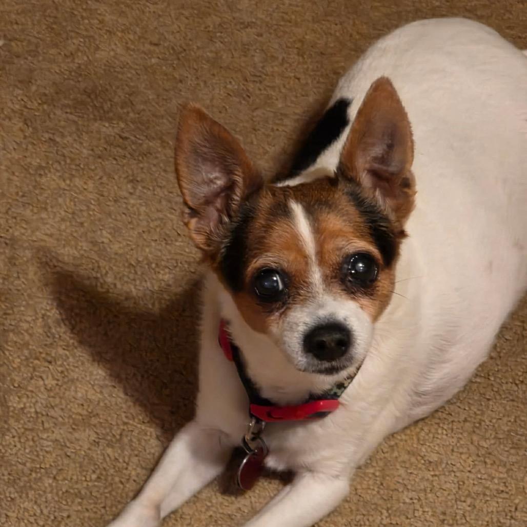 Baby, Adoptable, Senior Female Rat Terrier.