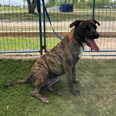 Zoe, a Adoptable mixed breed in Williston, VT image 4/5