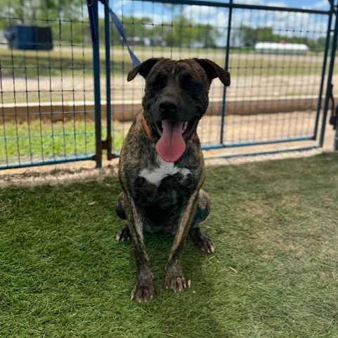 Zoe, a Adoptable mixed breed in Williston, VT image 3/5