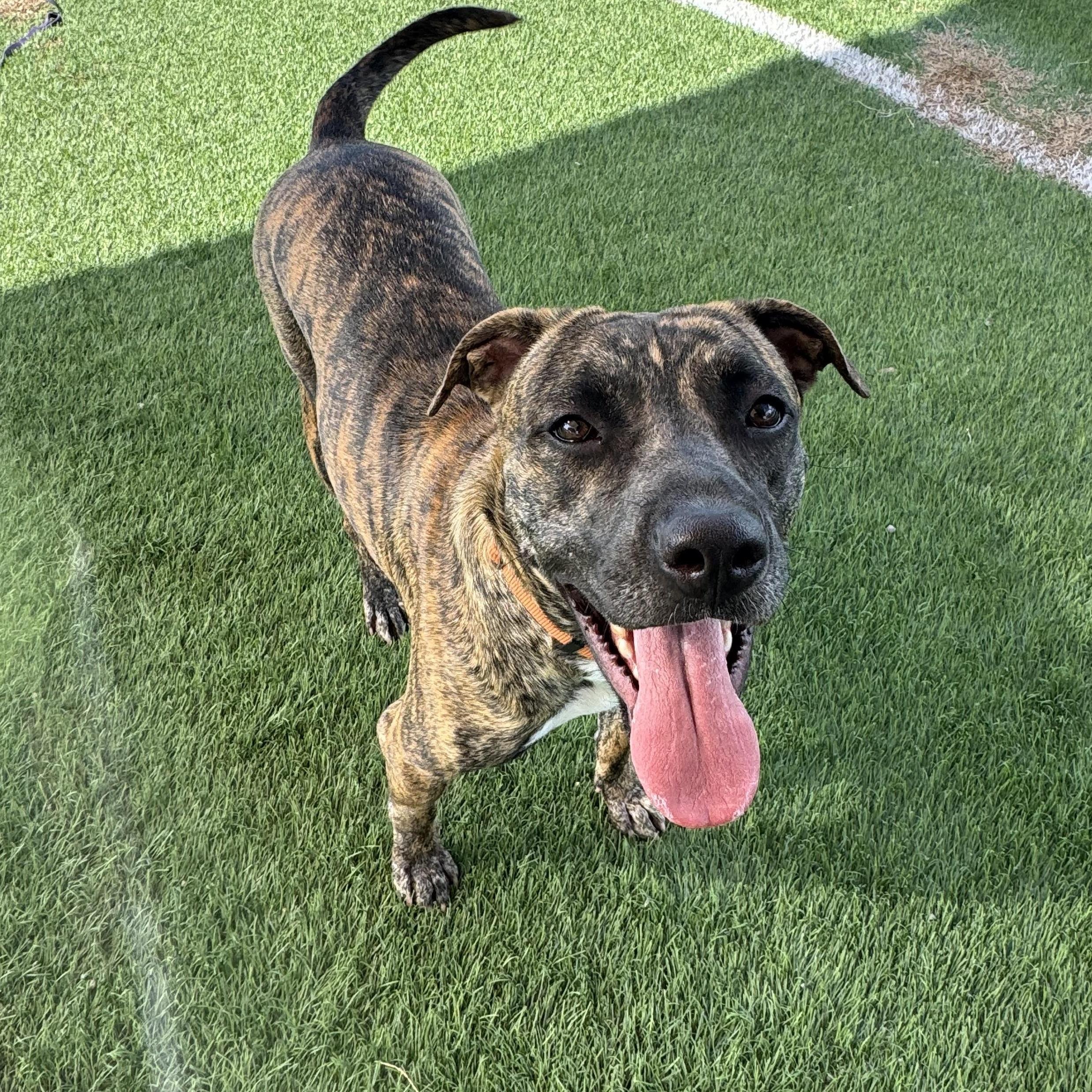 Zoe, a Adoptable mixed breed in Williston, VT image 5/5