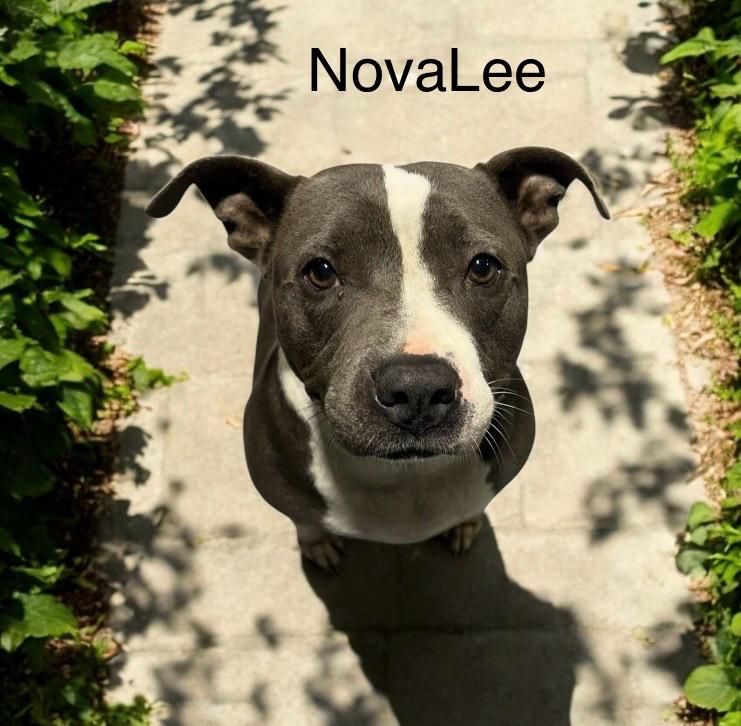 Novalee, a Adoptable American Bulldog image 1/2