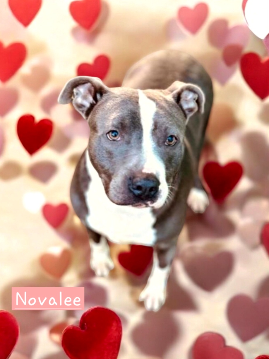 Novalee, a Adoptable American Bulldog image 2/2