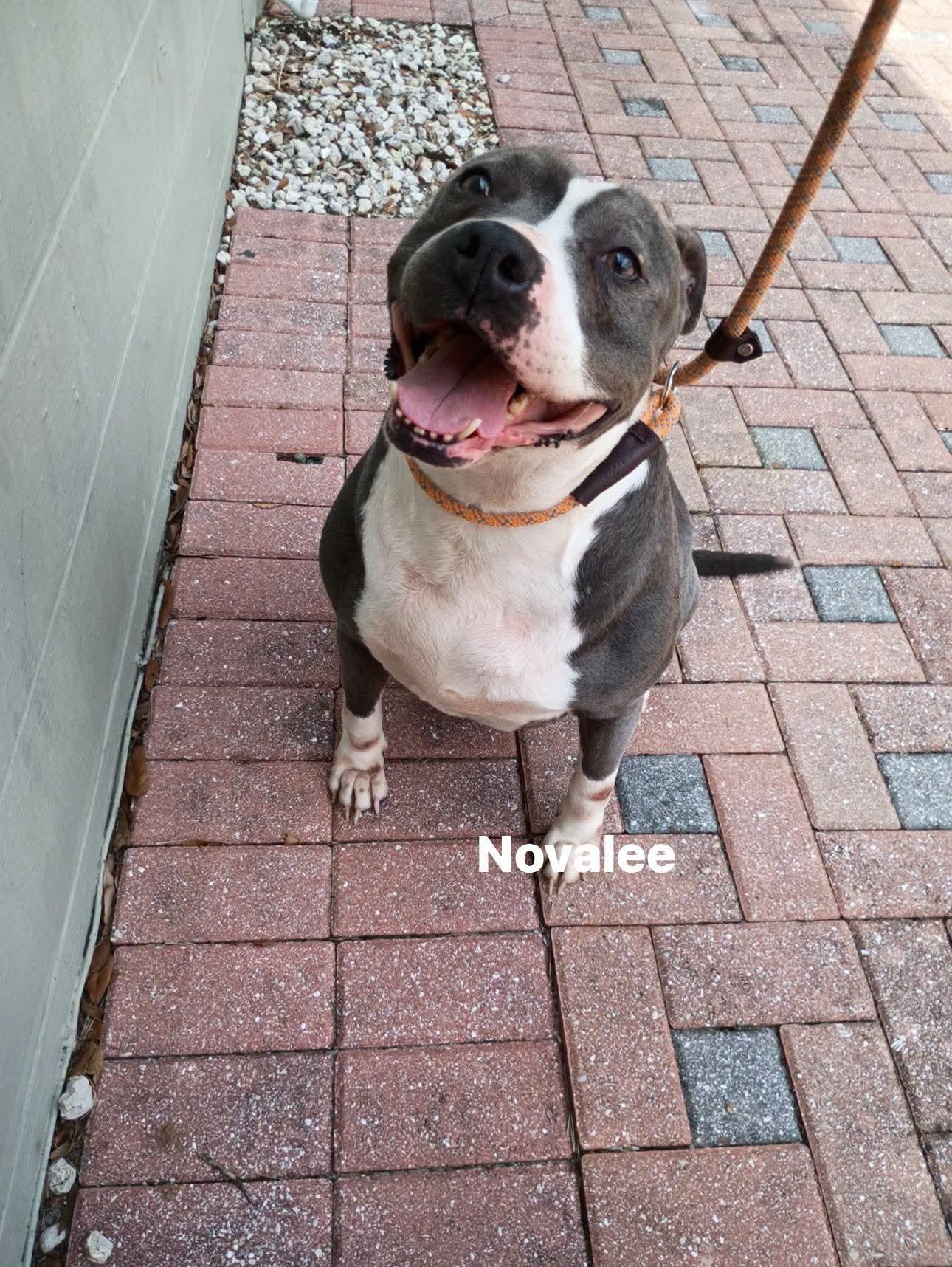 Novalee, Adoptable, Adult Female American Bulldog.