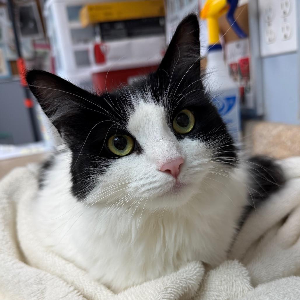 Persephone (Percy), Adoptable, Adult Female Domestic Long Hair.
