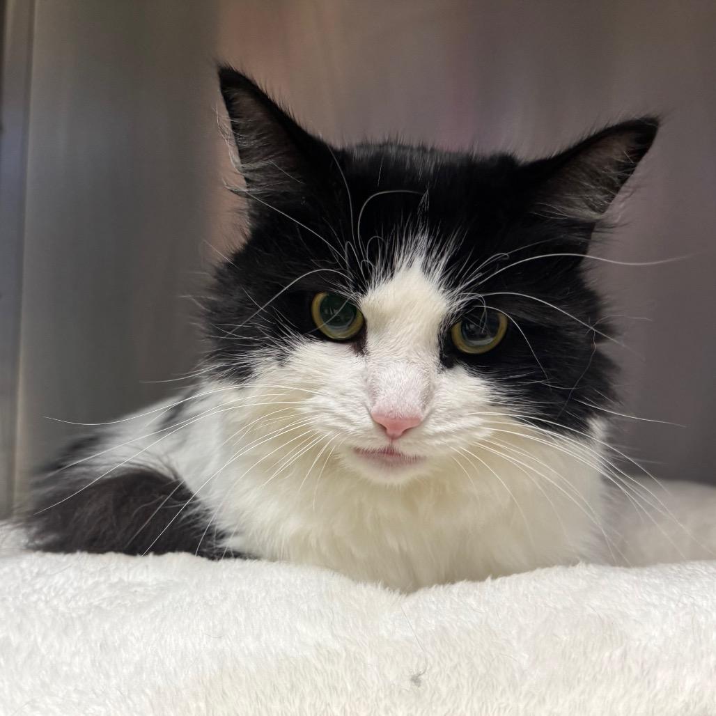 Enlarge Persephone (Percy), a Adoptable Domestic Long Hair in Easton, PA image 2/2